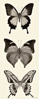 Butterfly BW Panel I Fine Art Print