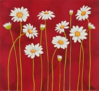 Margherite Danzanti Fine Art Print