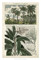 Journal of the Tropics I Framed Print