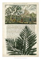 Journal of the Tropics II Framed Print