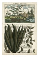 Journal of the Tropics III Framed Print