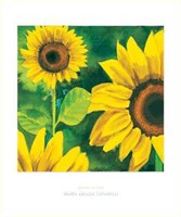 Girasoli in Fiore Fine Art Print