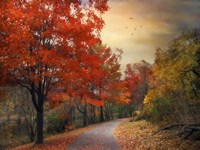 Autumn Maples Fine Art Print