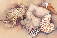 Sea Shells Fine Art Print