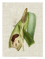 Elegant Tropicals I Framed Print