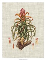 Elegant Tropicals IV Framed Print
