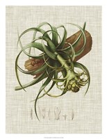 Elegant Tropicals V Framed Print