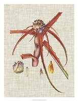 Elegant Tropicals VI Framed Print