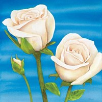 Rose Bianche Fine Art Print