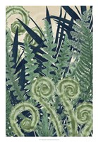 Fiddlehead Waltz II Fine Art Print