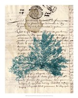 Vintage Teal Seaweed III Framed Print