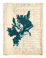 Vintage Teal Seaweed IV Framed Print