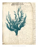 Vintage Teal Seaweed V Fine Art Print