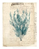 Vintage Teal Seaweed VII Fine Art Print