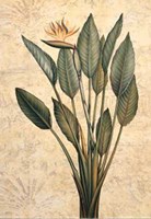 Palms of the Tropics III Fine Art Print