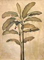 Palms of the Tropics II Fine Art Print