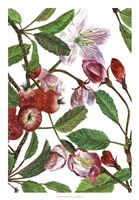 Malus Melliana I Fine Art Print