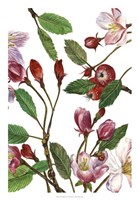 Malus Melliana II Fine Art Print