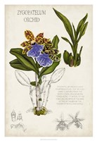 Orchid Field Notes II Fine Art Print