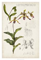 Orchid Field Notes III Fine Art Print