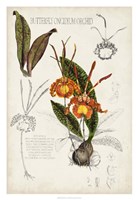 Orchid Field Notes IV Fine Art Print