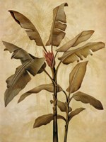 Palms of the Tropics I Fine Art Print