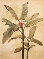 Palms of the Tropics I Fine Art Print