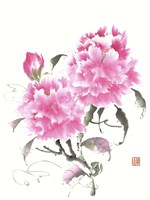 Peonie Blossoms II Fine Art Print