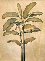 Palms of the Tropics II Fine Art Print