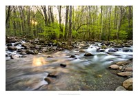 Morning Sunshine II Framed Print
