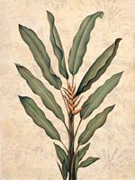 Palms of the Tropics IV Fine Art Print