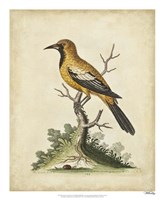 Edwards Gold Finch Framed Print