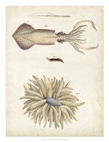 Ocean Curiosities I Fine Art Print