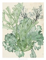 Seaweed Composition II Fine Art Print