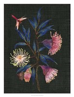 Gum Nuts I Fine Art Print