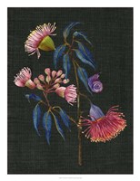 Gum Nuts II Fine Art Print