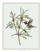 Leonurus Japonicus I Fine Art Print