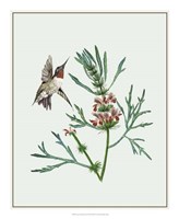 Leonurus Japonicus II Fine Art Print