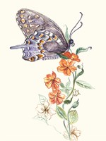 Butterfly Design 1 Fine Art Print