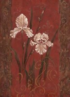 Iris Design Framed Print