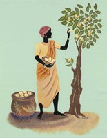 Picking Pears Fine Art Print