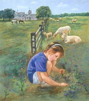 Knapweed Fine Art Print