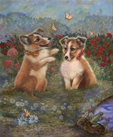 Shelties Fine Art Print