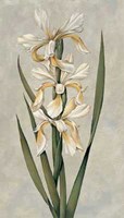 Decorative Irises II Fine Art Print