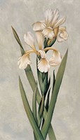 Decorative Irises I Fine Art Print