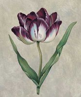Parrot Tulip II Fine Art Print