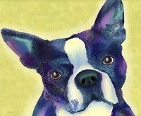 Boston Terrier 1 Fine Art Print
