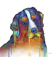 Bernese Mountain Dog Fine Art Print