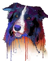 Border Collie 1 Fine Art Print