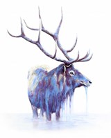 Elk in Water Fine Art Print